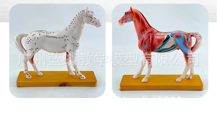 Veterinarian's Horse Equine Acupuncture Model In Trauma Anatomy Skeleton Dental Anatomical Shadow Medical Training Manikins