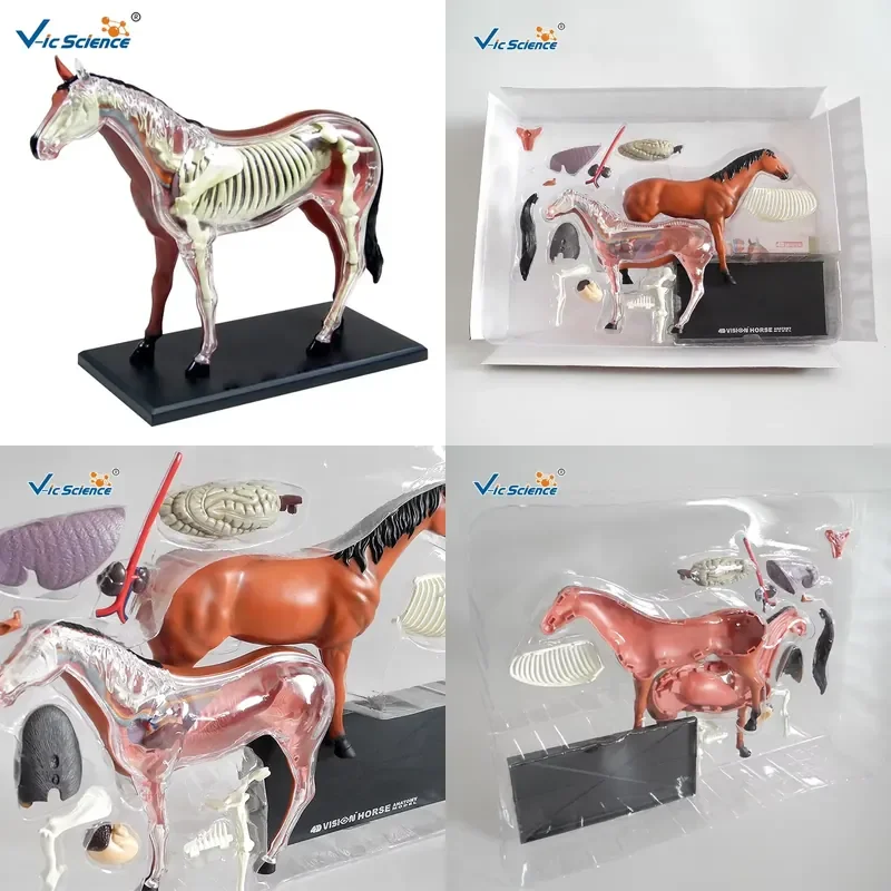 Imported PVC Horse Anatomical Models of Animals for Medical Teaching