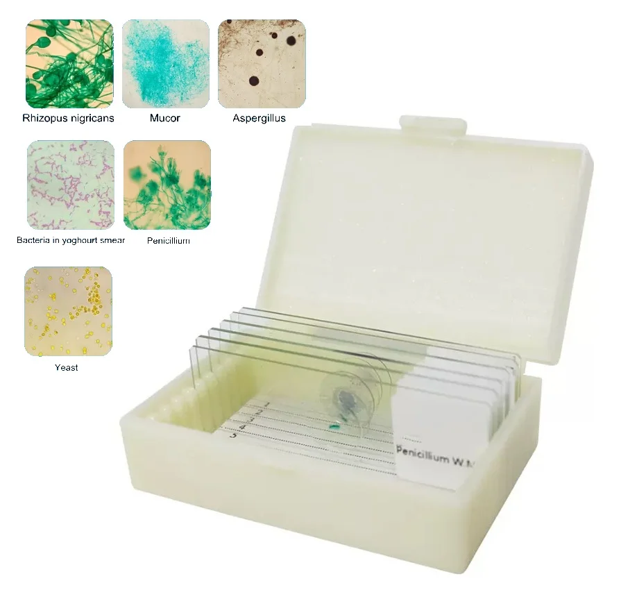 

6PC Mildew Slices Mould Microscope Slides Fungus Specimen Yeast Aspergillus Sample Section Biological Permanent Mycete Slicing