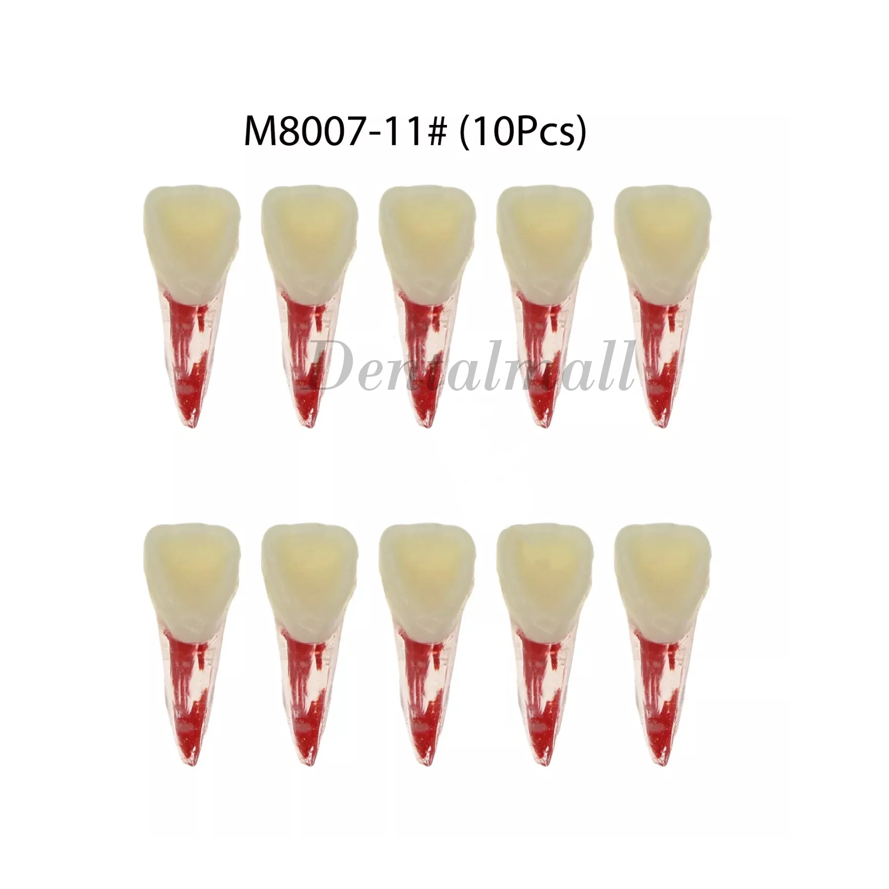 

10Pcs Dental Teeth Model Root Canal Practice Model RCT Practice Endo Teeth Study M8007# 11