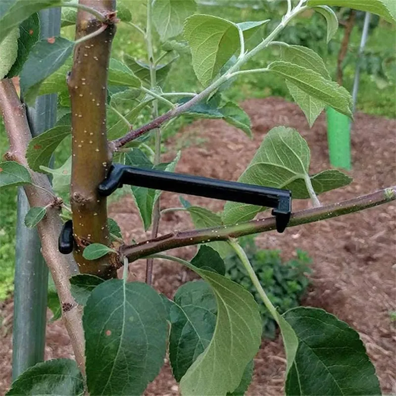 Fruit Tree Branches Holder, Spreader Suporte Frame, Fixer Forte, 100Pcs