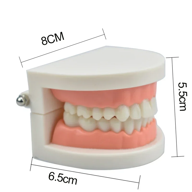 

Dental Teeth Children Kid Teaching Demonstration Tool Cavities Standard Dentist Student Decay Model