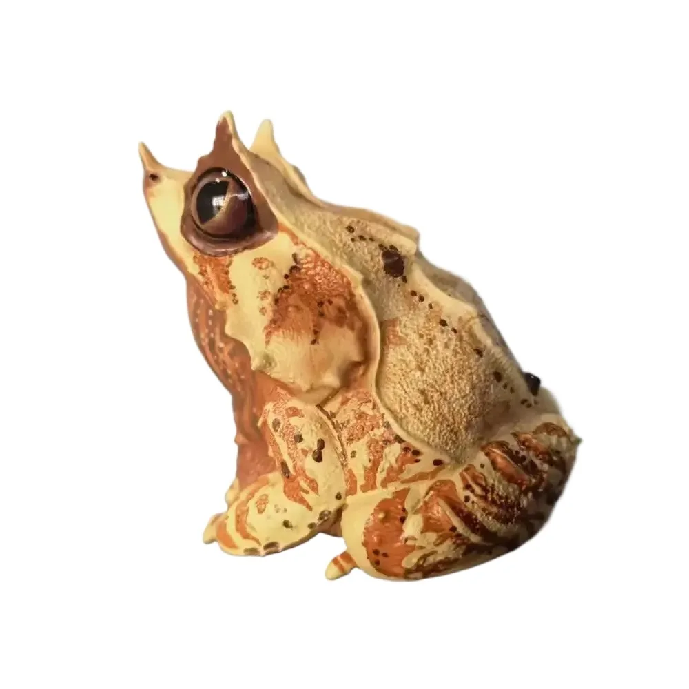 1pcs Small Size Megophrys Nasuta Frog Chacophrys Pierottii Oophaga Pumilio Bastimentos Animal Toy Figure Model With Retail Box