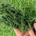 GD38 50PCS 02