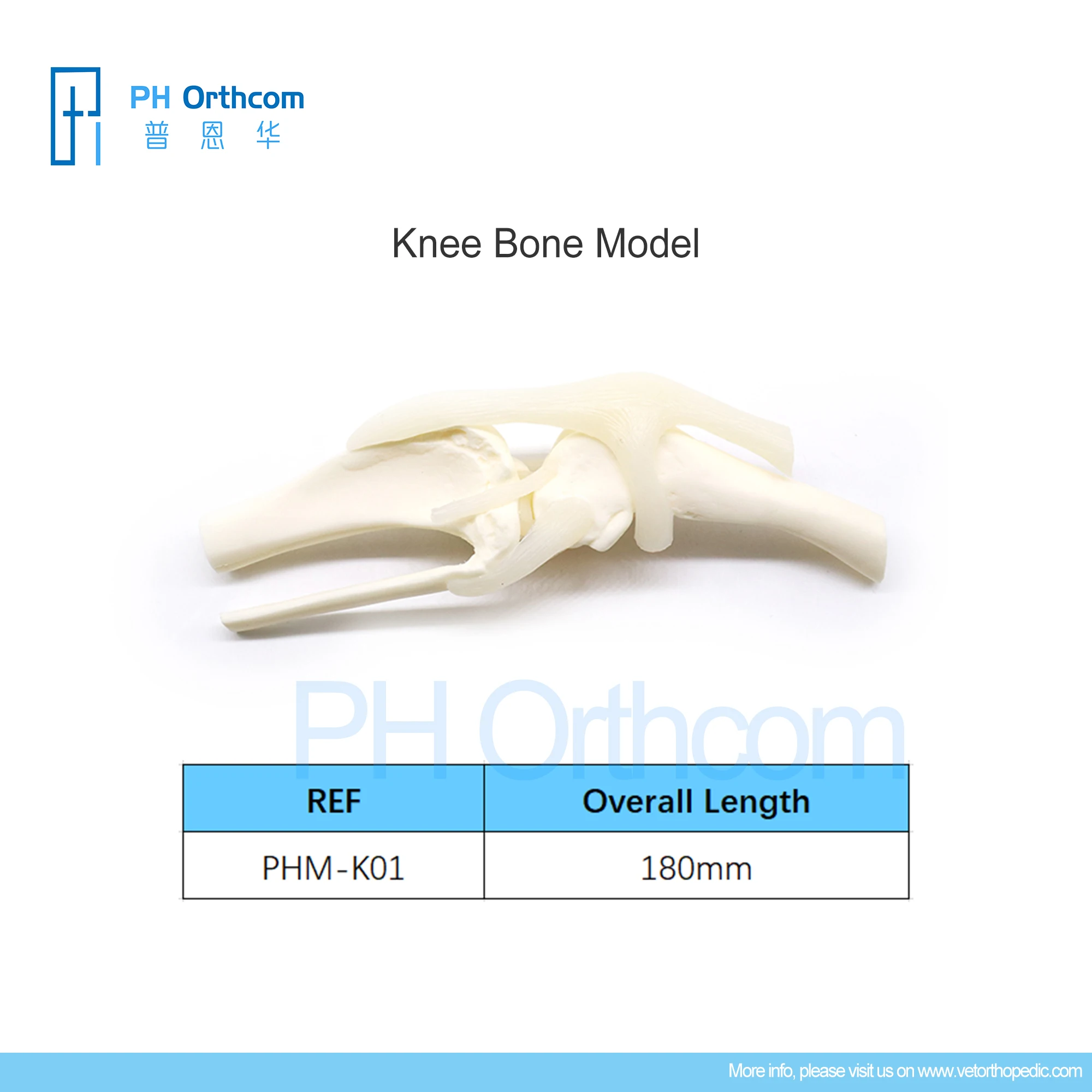 Orthopedic Knee Bone Model Education Pets Medical Supplies and Equipment Instruments