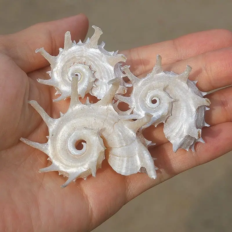 Silver Mouth Seahorse Snail Fluorescent Crown Snail Roll Shell Fish Tank Aquarium Landscape Home Decoration