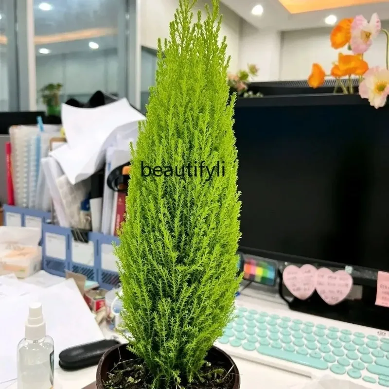 Fragrant Classic Style Pine Potted Christmas Tree Living Room Courtyard Balcony Four Seasons Evergreen Cold-Resistant Green H - Image 6