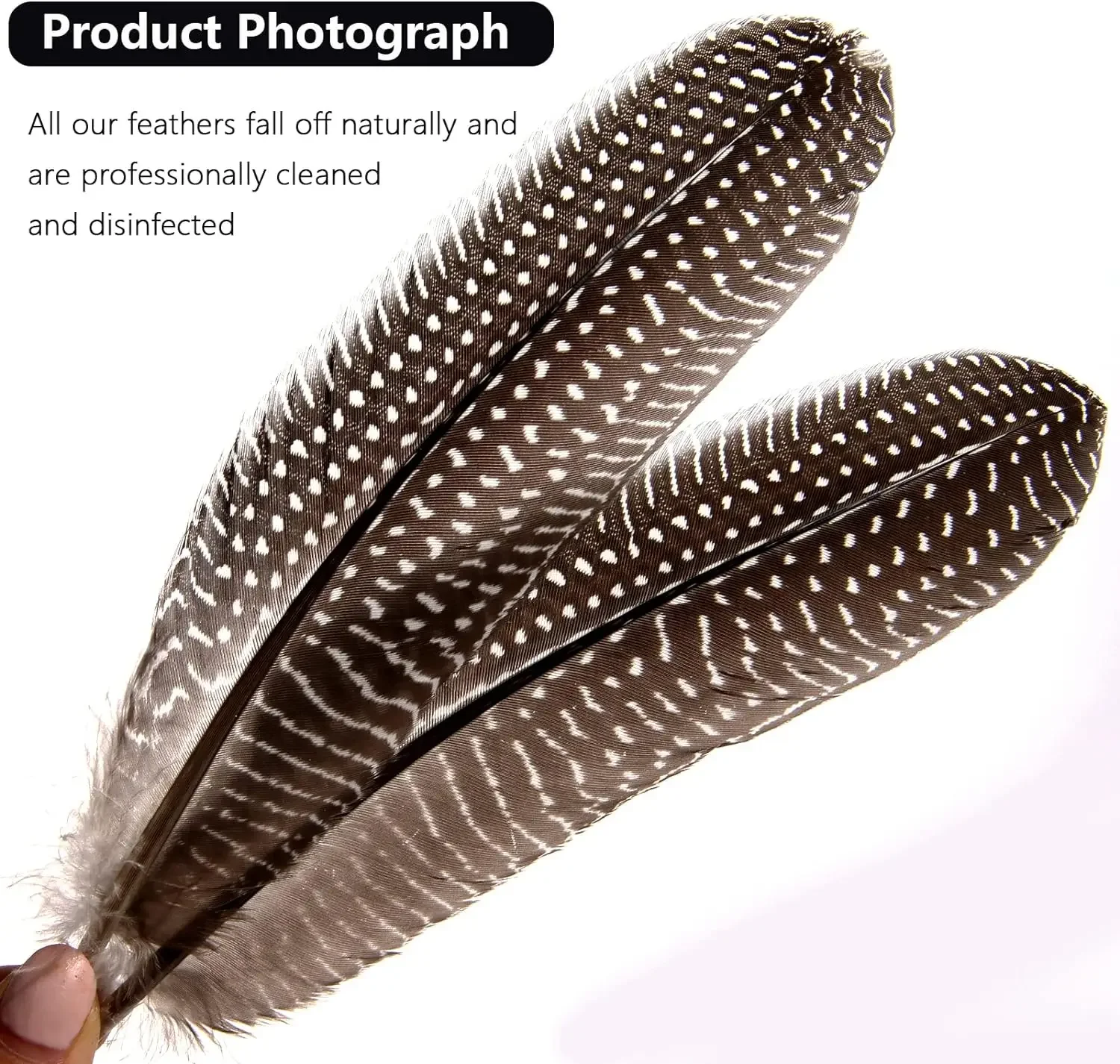 50pcs Spotted Feathers Guinea Fowl Wing Feathers 6-8 inch Bulk for Craft Clothing Jewelry DIY Decoration