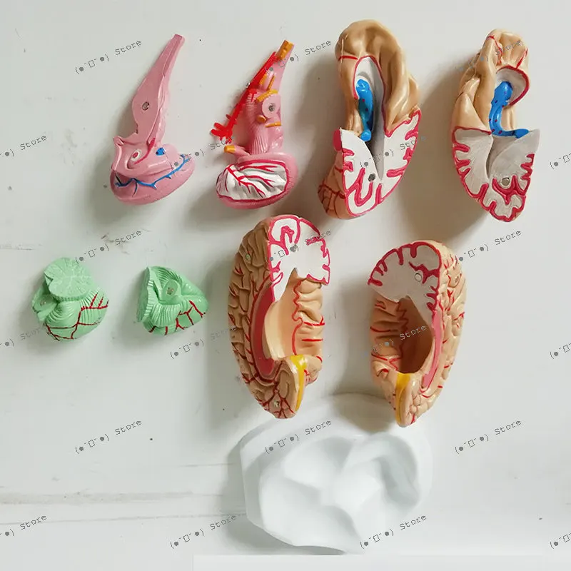 

Brain Anatomy Model Cerebral Vascular Artery Model Human Teaching Medical Teaching Instrument Brain 8 Pieces Anatomy