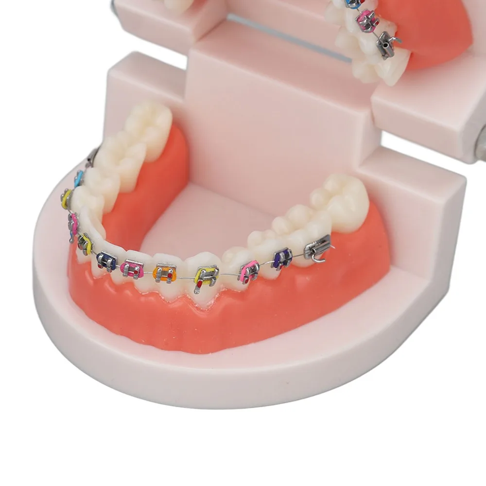 Standard Dental Typodont Teeth Model Demonstration Adult Typodont Standard Teaching Model Demonstration Teeth Model