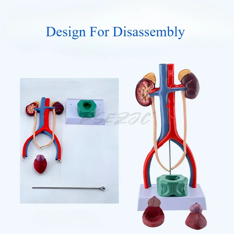 Driedimensionale leermiddelen voor anatomie van nier Ureter Blaas Urethra in menselijk urinewegen Model