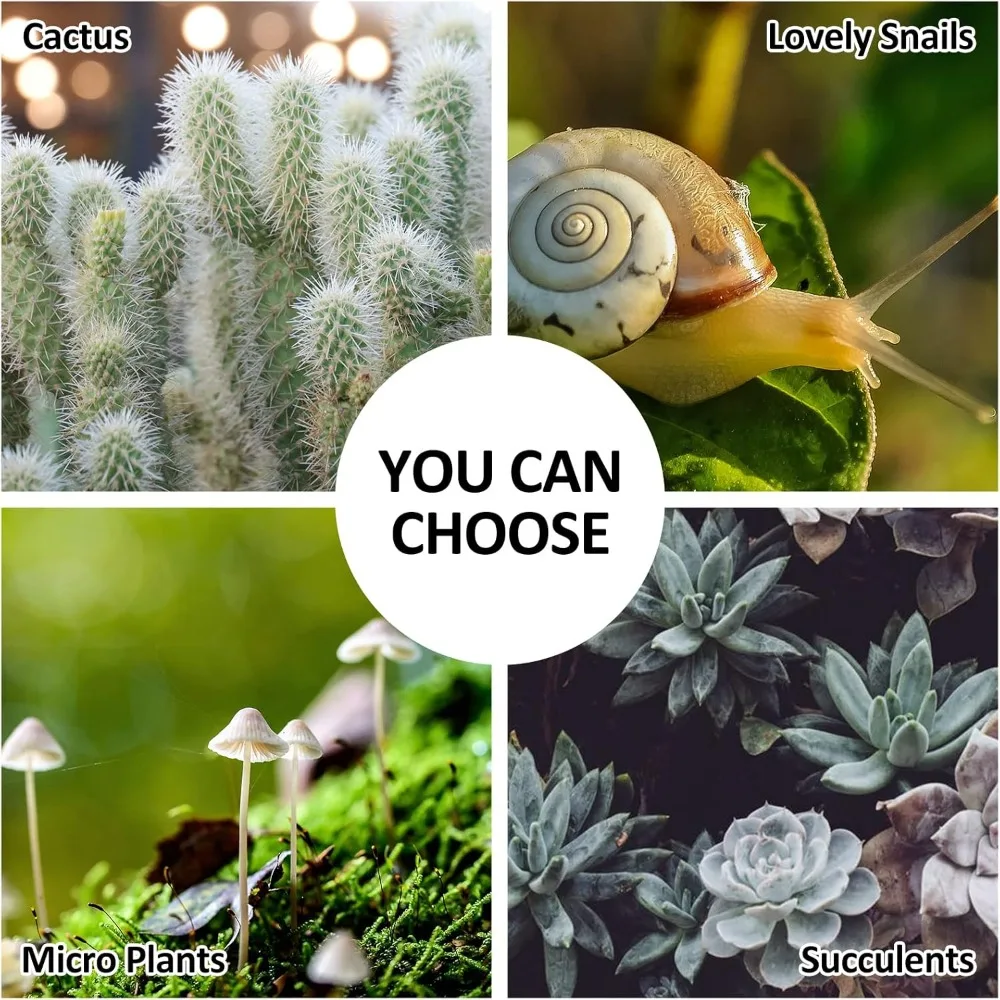 تررم زجاجي هندسي مع غطاء متأرجح - زارع على شكل منزل للعصارة والصبار والنباتات الهوائية