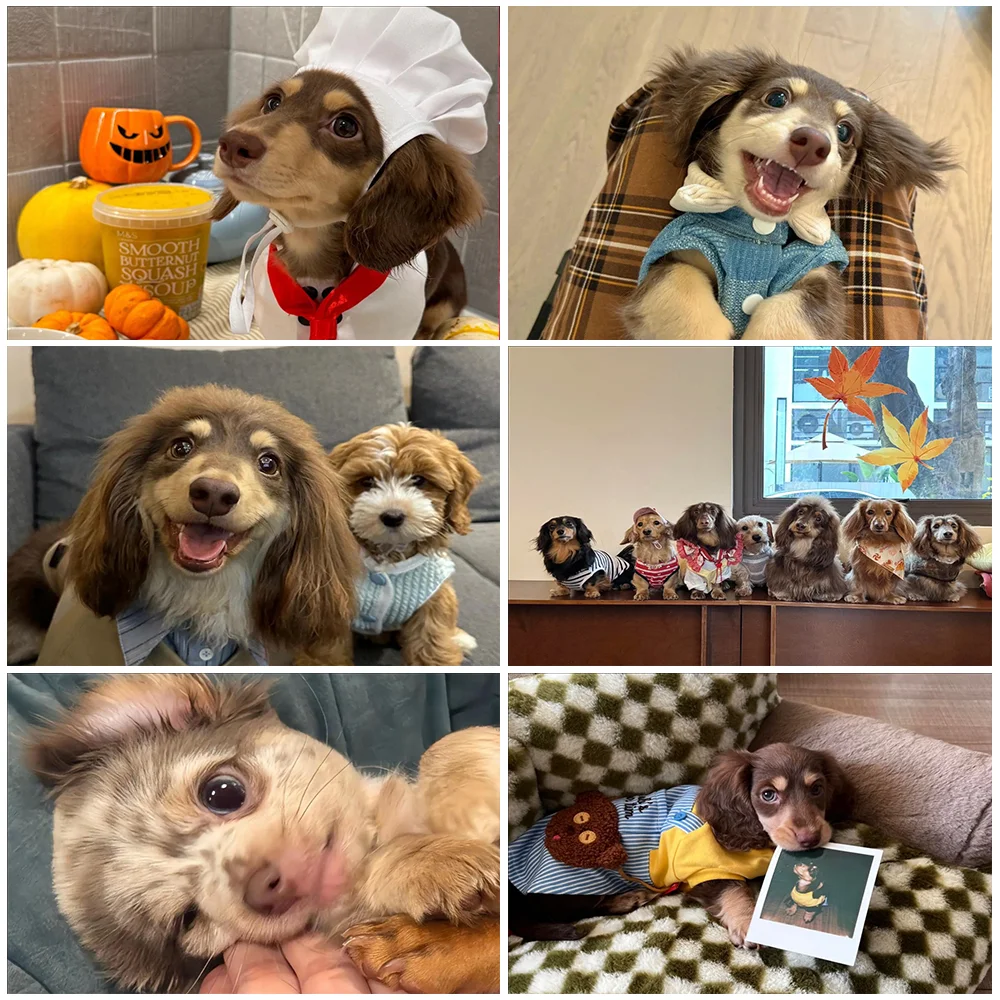 

Lovely Dachshund Puppy Background Party Decorations Supplies Room Decor Wall Banner Birthday Gifts Photography Background ﻿
