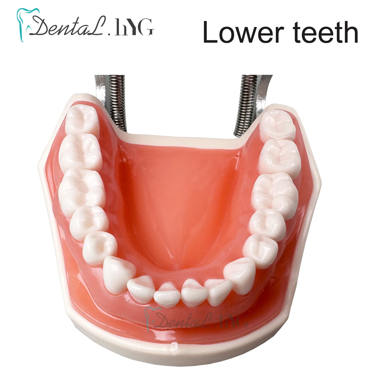 Dental Teeth Model For Dental Technician Practice Training Studyting Dentistry Typodont Models With Removable Tooth For NISSIN