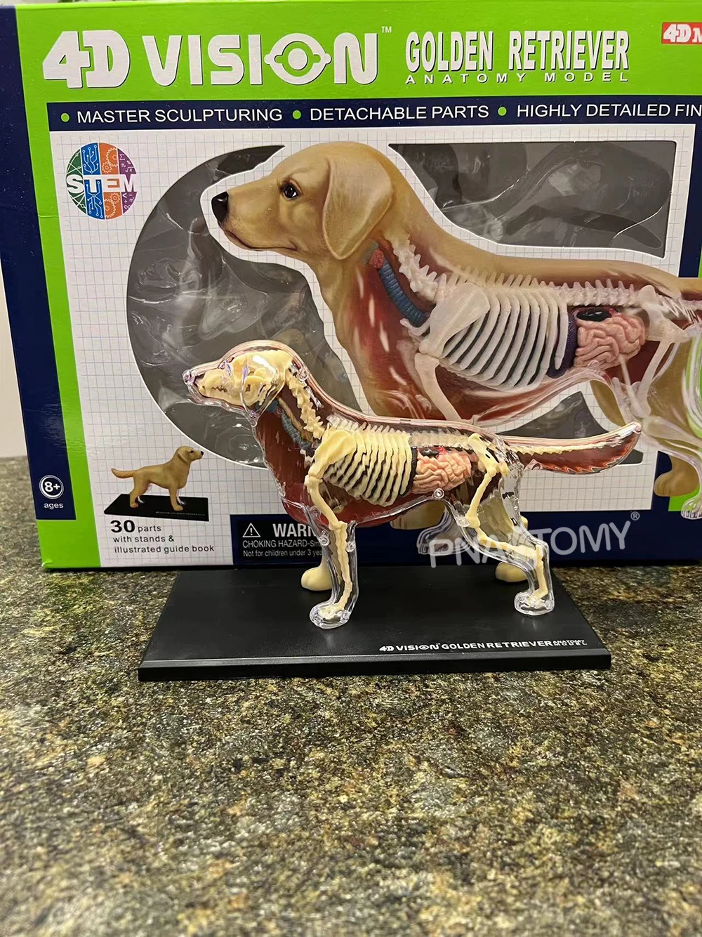 4D MASTER Dog Model Golden Ret Assembled Canine Building Anatomical Model Animal Skeleton Educational Equipment Dog Anatomy