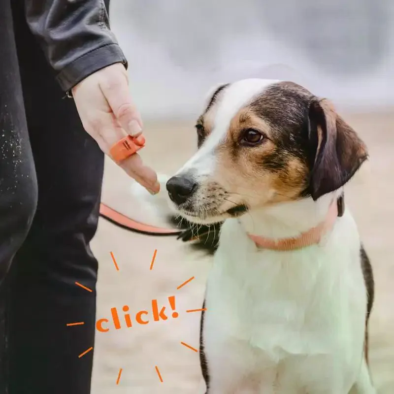 Picture 7: 1pc Plastic  Ring Clicker Pet Mini Finger Clicker Training Equipment Obedience Rattle Trainer Clicker Training Rattle Pet Suppli