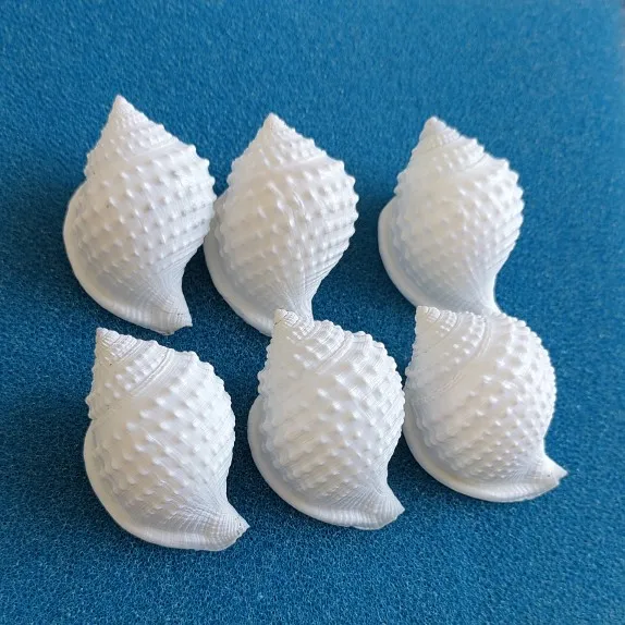 1PC Natural Conch Shells, Peanuts, Snails, Fish Tank Landscaping, Floor Decorations, Shooting Props and Gifts 5cm Sea Shells