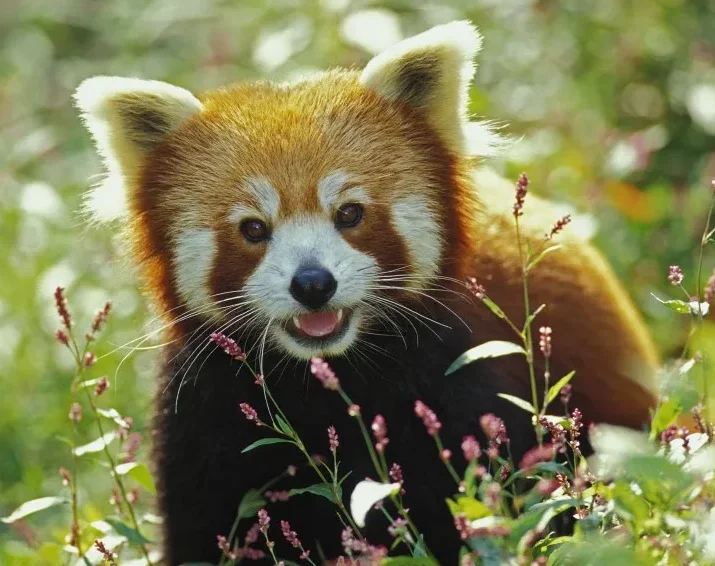 

4 шт. 1,9-дюймовый обод колеса с бусинами для 1/10 RC гусеничного автомобиля, осевой SCX10 90046 RedCat Gen8 Traxxas TRX-4