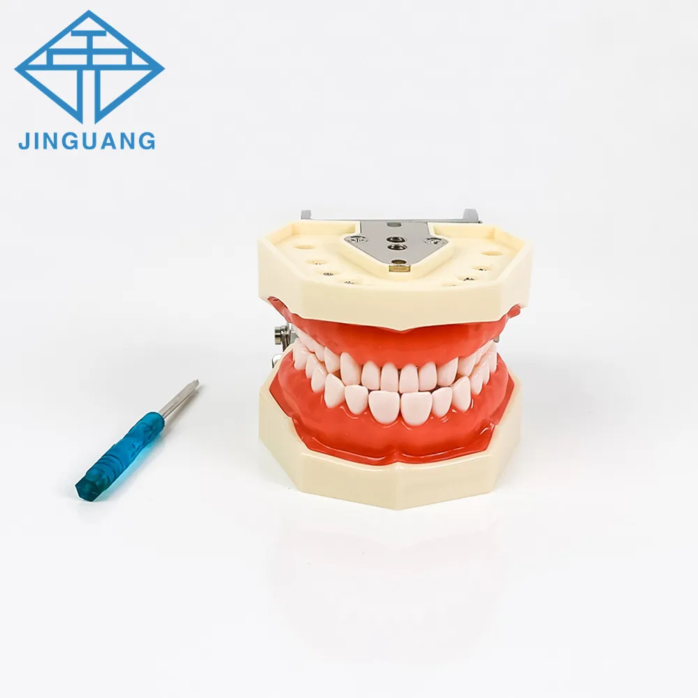 28 Tooth Standard Dental Teaching Model Detachable Teeth Model for Dental Technician Studying Practice Training