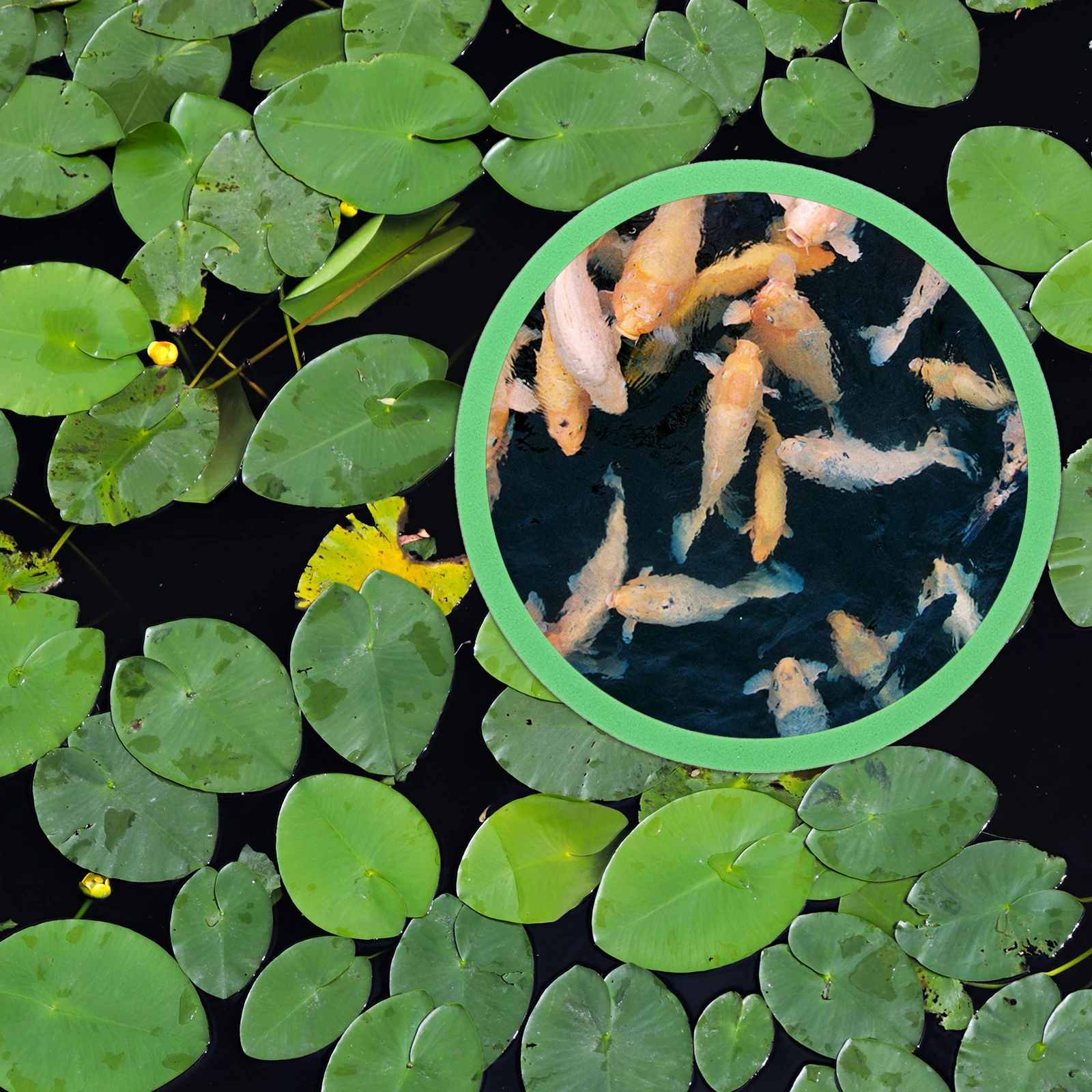 

5Pcs Fish Tank Floating Plant Rings Durable Eva Material Easy to Clean Safe Comfortable Fish Feeding Floating Plant Rings