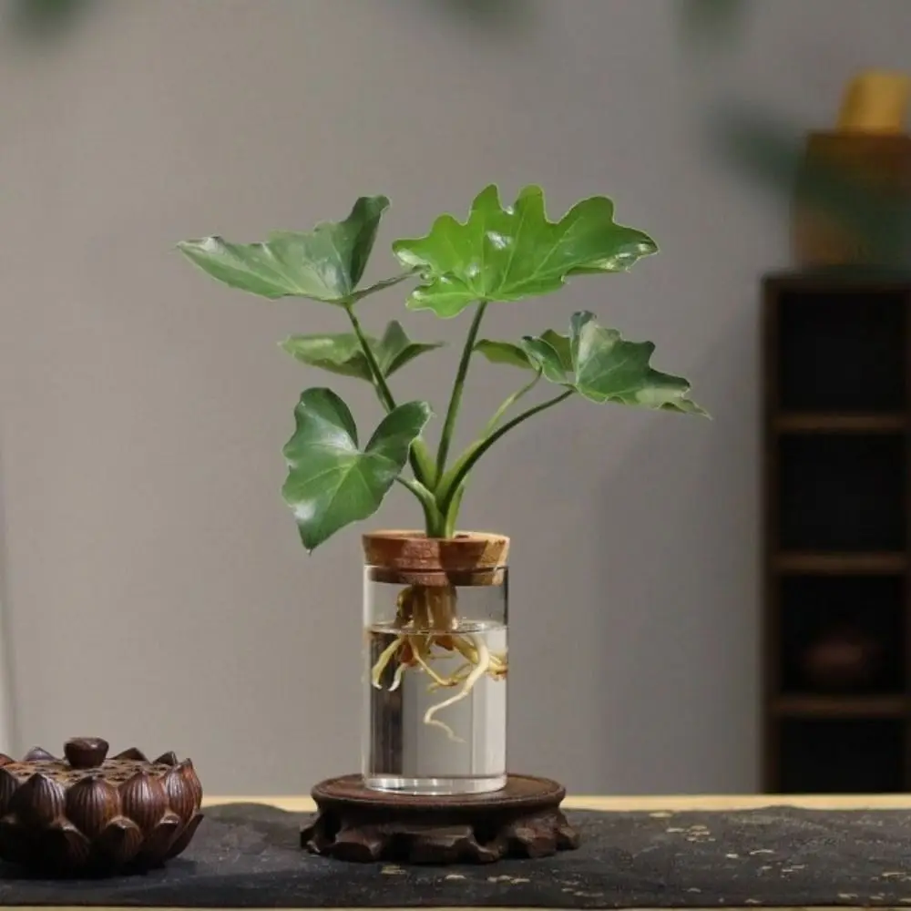 Transparent Hydroponic Plants Flower Pot Thickened Glass Transparent Glass Pots Mini Round Ecological Glass Vase Balcony