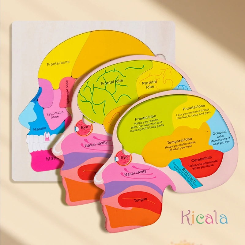 لعبة ألغاز تعليم تشريح الدماغ الخشبي للأعمار من 3 سنوات فما فوق، لعبة تعليمية معرفية متعددة الألوان لألعاب مونتيسوري للعلوم المبكرة