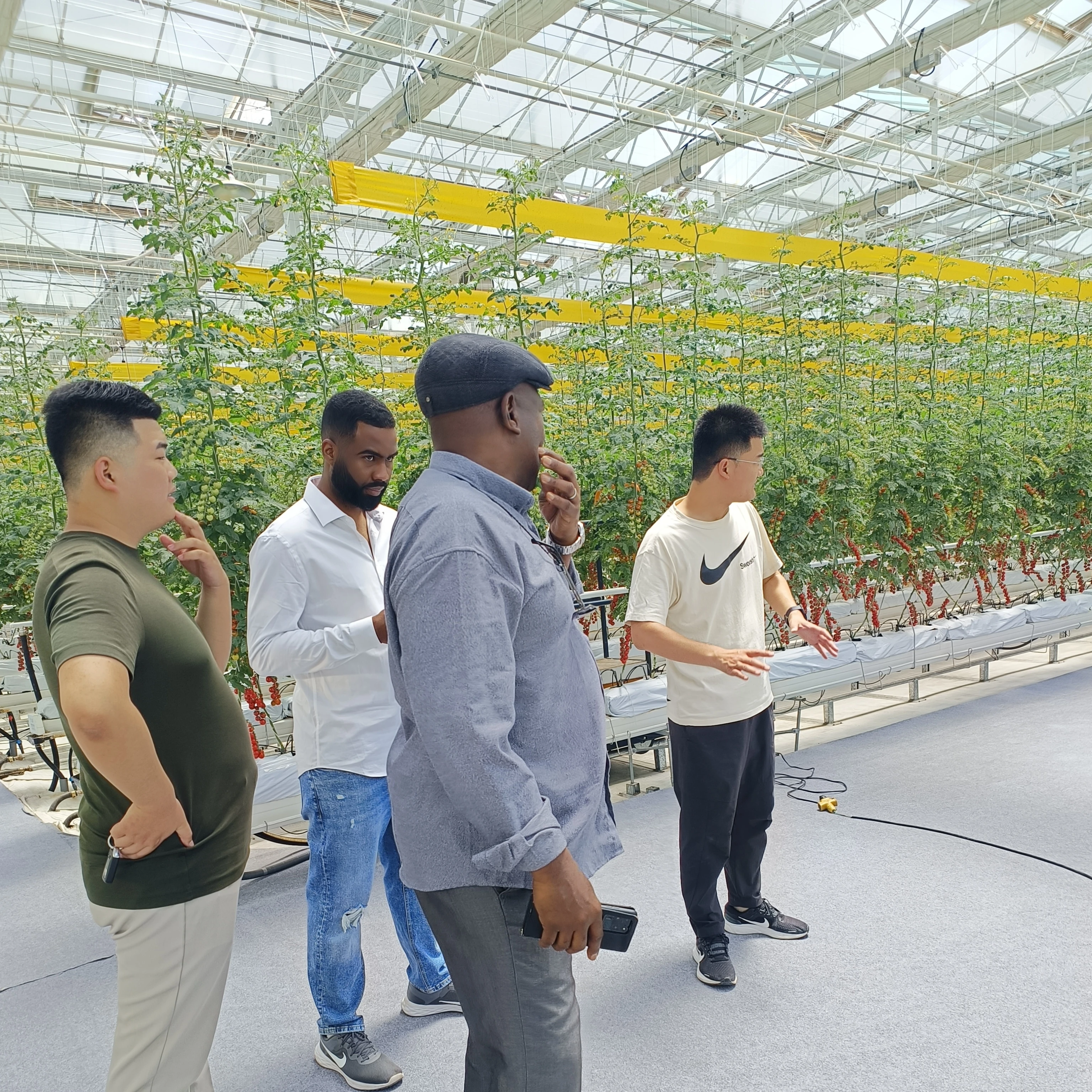 

Customized greenhouseTransparent Polycarbonate Greenhouse With Hydroponic System for Tomato Cucumber Pepper