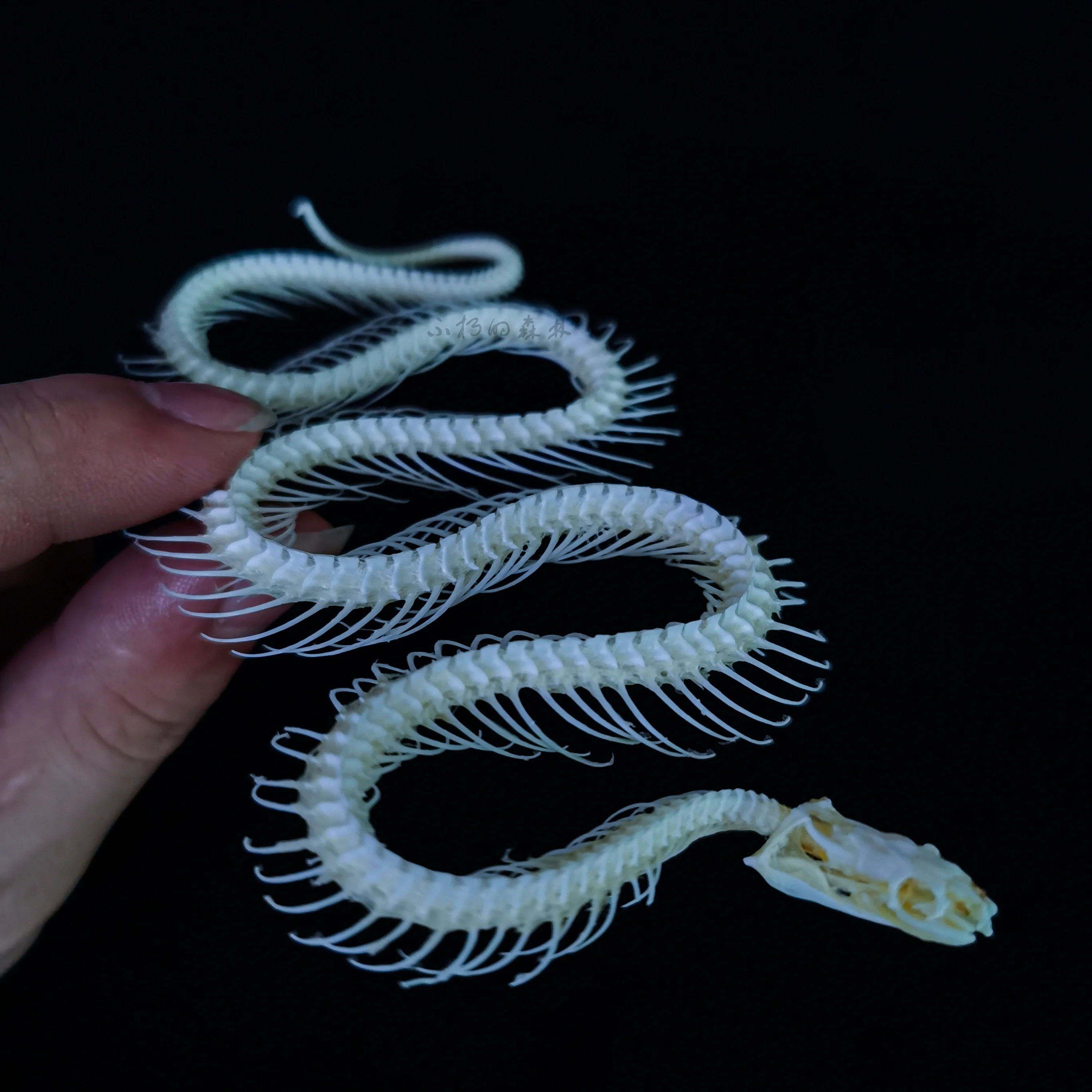 2115 Handmade Snake Skeleton Shape Craft Model Ornament Retro Dark Style Home Desktop Decoration Collectible Art Display Piece
