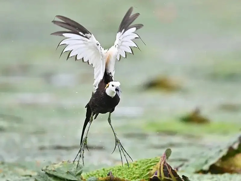 

SkyRC FuriaX Supa Combo: 3650 4-полюсный двигатель 5400 кВ + ESC 60 А (SK-300080/SK-400035) для радиоуправляемых автомобилей 1/10