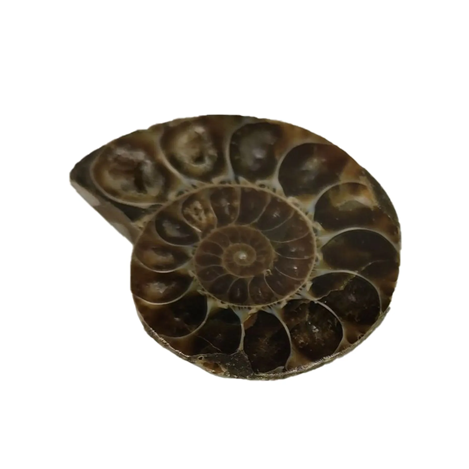 Natural Ammonite Vintage Style Spiral Shell To Teach Strange Stones Extinct Polished Ammonite Shell Great Gift For Friends And