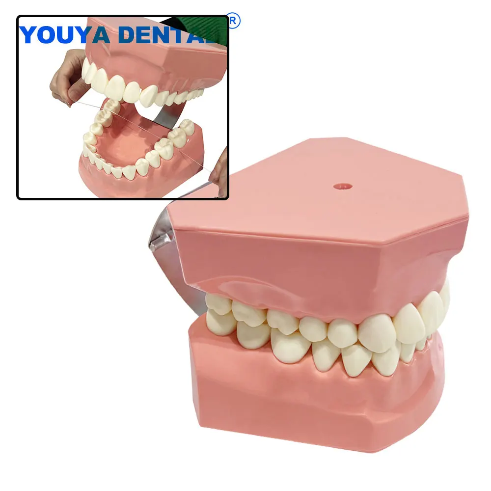 Dental Brushing Standard Teaching Models Demonstration Studying Model With Toothbrush Dentistry Typoodnt Learning Teeth Model