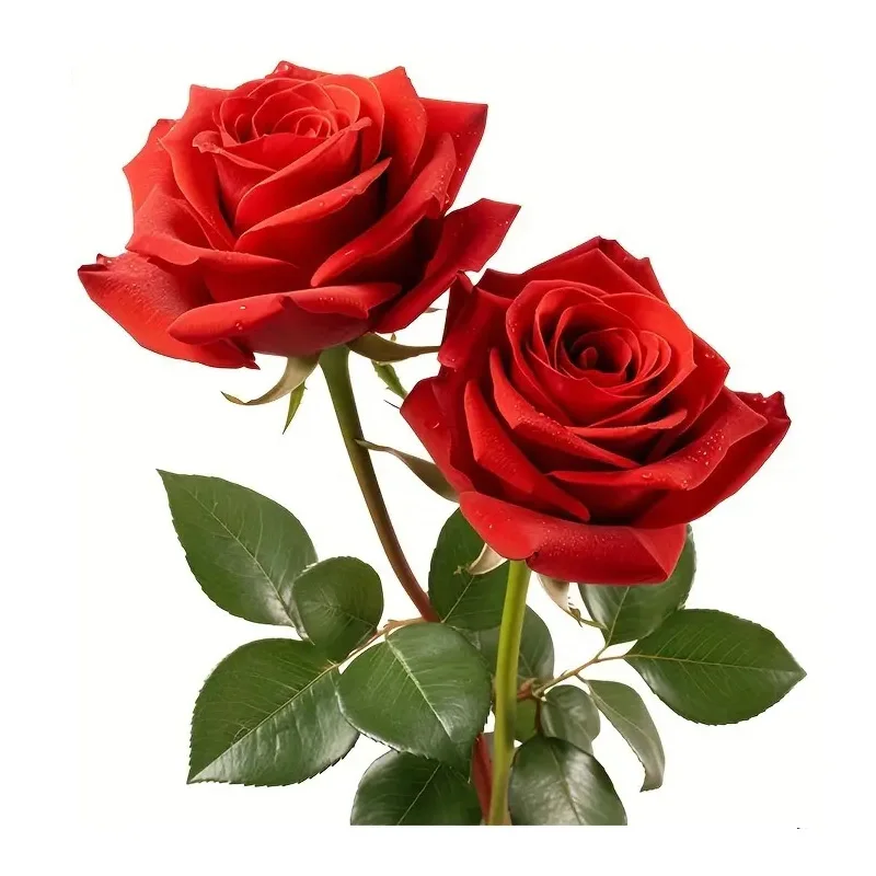 Romantic Red Rose Toilet Stickers, Bright Wall for Home, Cabinet, Door,Refrigerator  Decoration, Vinyl Car Decals, Art Wallpaper