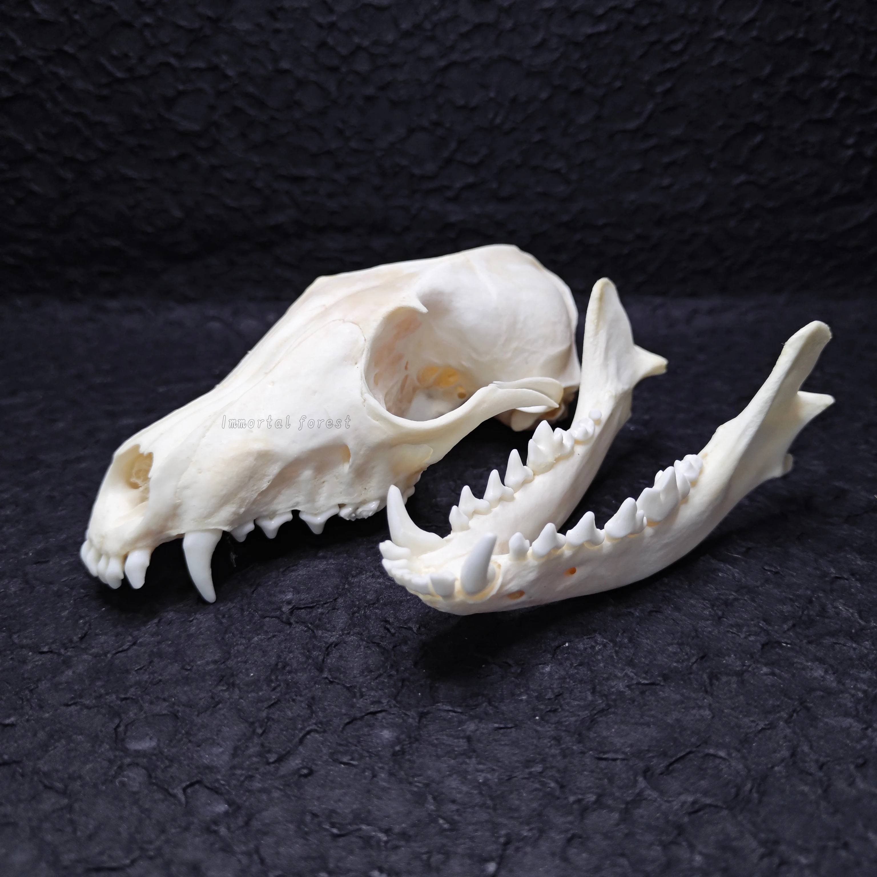 Real Fox Skull Animal Bone Specimen Home Furnishing Decoration Garden Ornament Unique Birthday Gift Present Scientific Sample