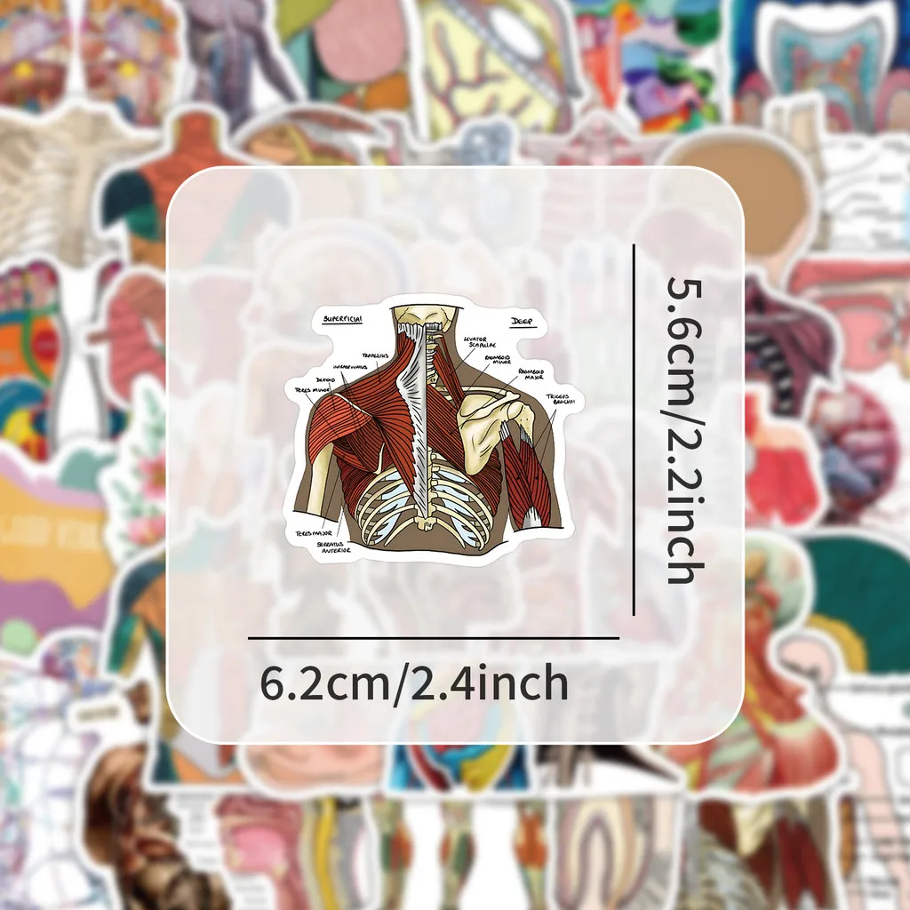 50 قطعة ملصقات التشريح البشري |   شارات نظام الأجهزة المقاومة للماء للطلاب والتكنولوجيا المتوسطة (متجر Anime Worlds)
