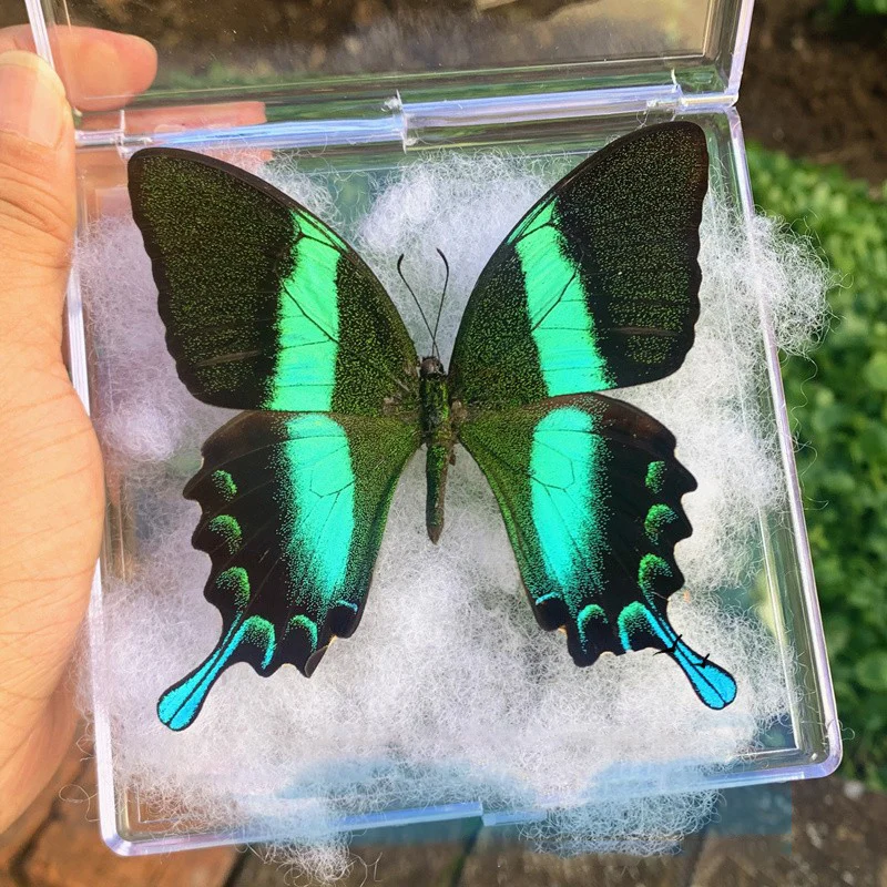 Natural Real Butterfly Specimens Rare And Exquisite Specimens For Home Decoration Display Collection In Teaching Special Gifts image 3