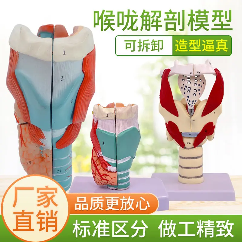 2X Enlargement Pharynx Model Throat Anatomy Specimen Throat Blood Vessels Thyroid Adam's Apple Larynx Throat, Teaching Simulatio