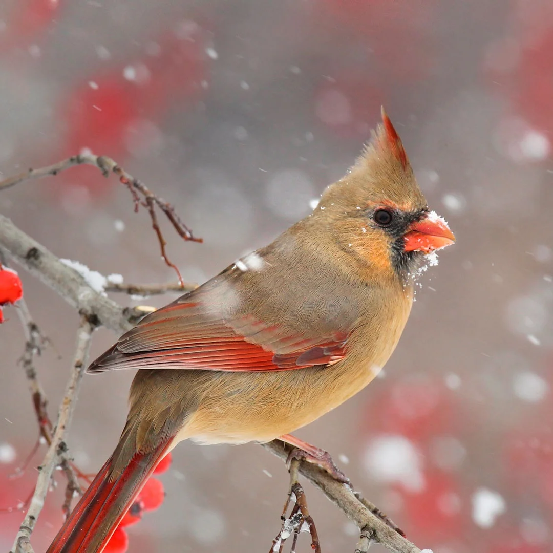 

M12.3'' Lcd Dashboard Speedometer Fit For Maserati Levante 2016-2020 Virtual Digital Cluster Instrument Panel Cockpit Tachometer