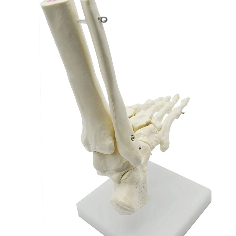 1:1 Human Skeleton Foot Anatomy Model Foot And Ankle With Shank Anatomical Model Anatomy Teaching Resources