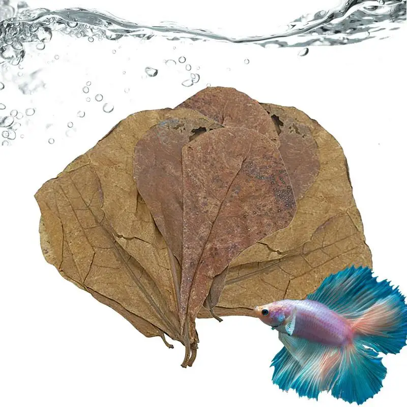 Hojas de almendras para peces Betta, hojas acuáticas de Betta y camarones, hojas de Catappa de pescado Beta, crea el ambiente de la selva tropical, reduce tu