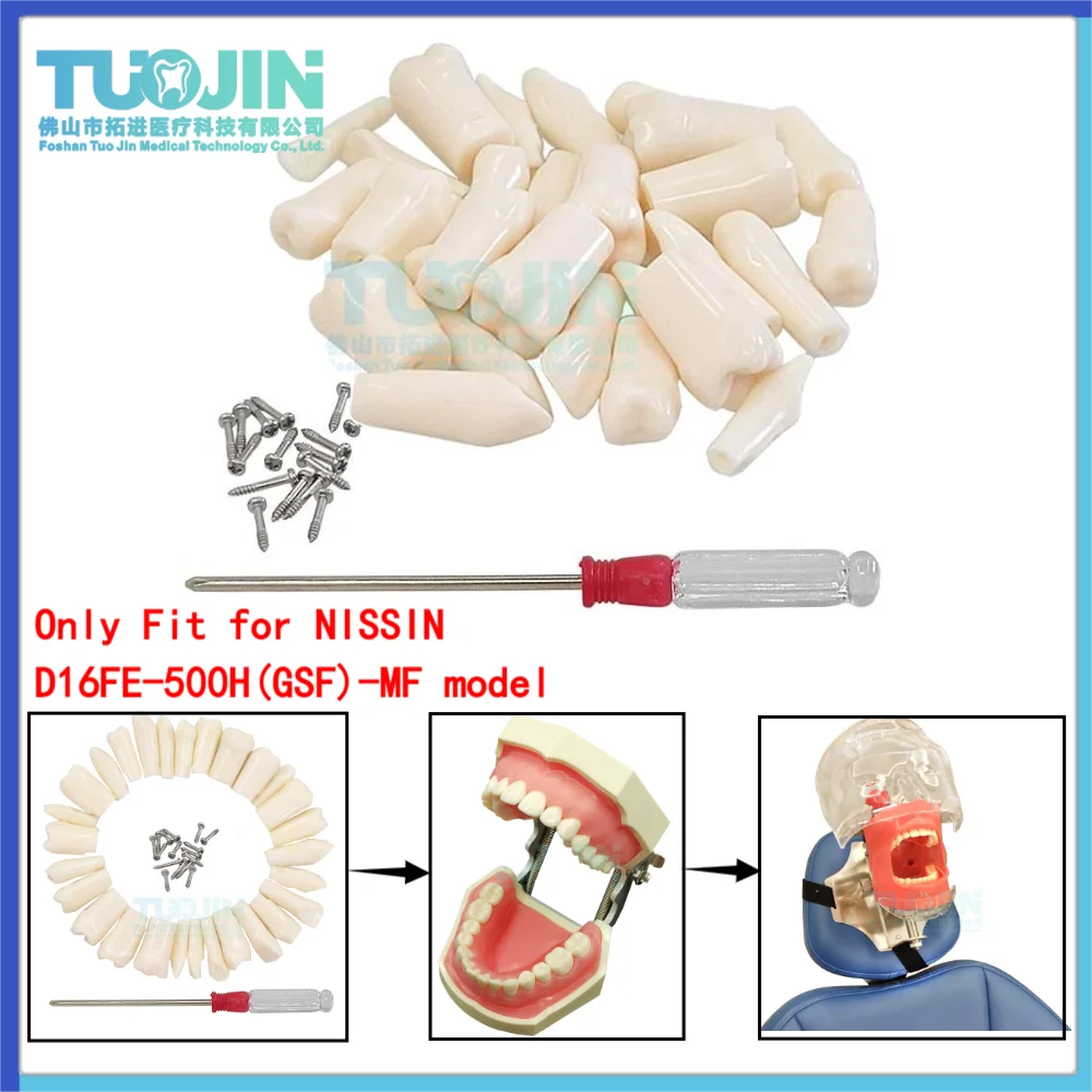 

28pcs Dental Training Model Dentistry Resin Tooth Dental Teeth Model For Dental Technician Practice