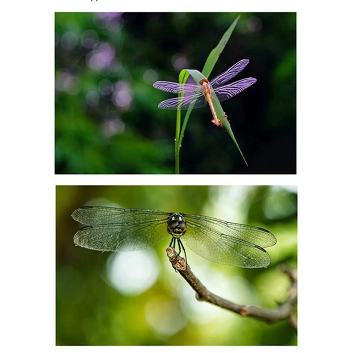 

N05R Professional Lens Macro 80-100Mm Mobile Phone Macro Lens Insect Flower Jewelry Remote Shot Filter 52Mm