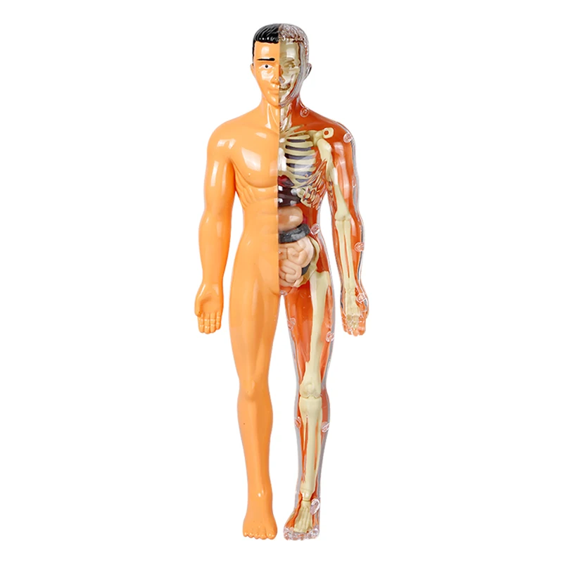 3D Human Body Model People Action Figure Torso Anatomy Interactive Scientific Kit Removable Structural Organs Skeleton