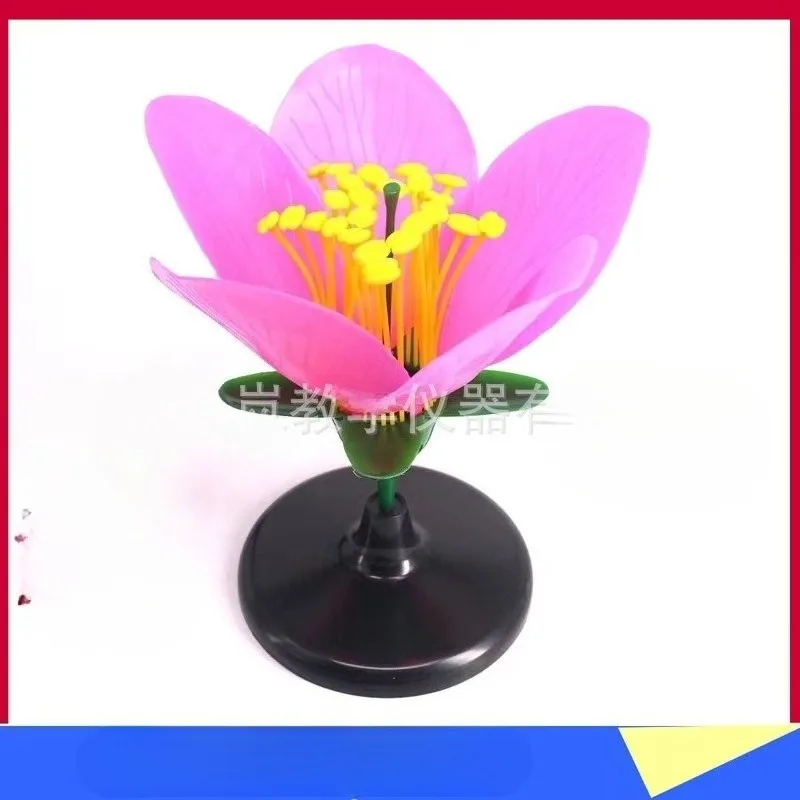 Detachable Giant Dicot Flower Peach Blossom Flower Anatomy Model Plant Anatomical Model Biology Teaching Experiment Equipment