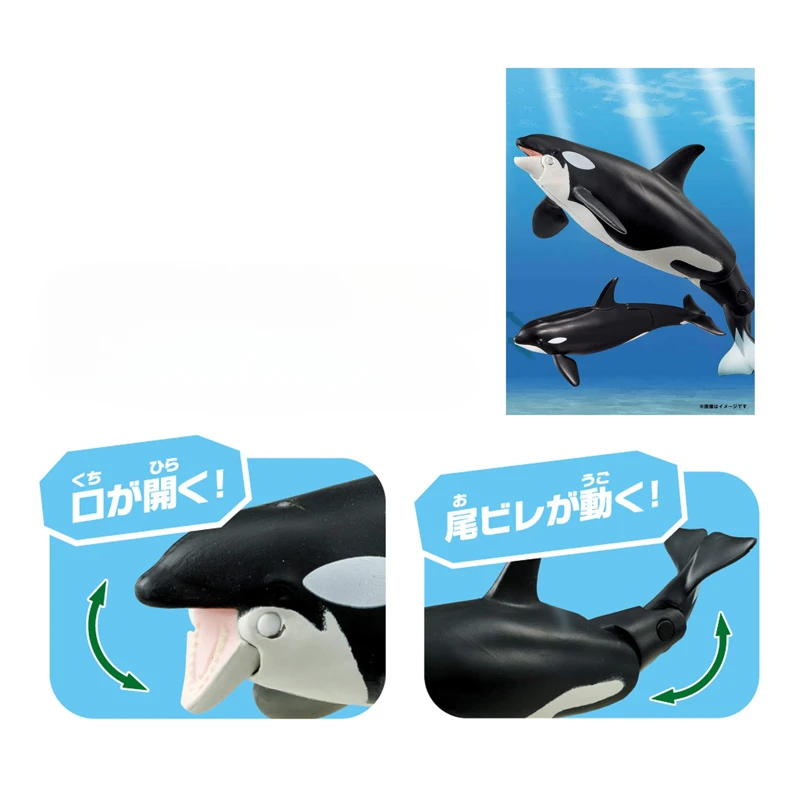 TAKARA TOMY Anlia Marine Animal Model Killer Whale Parent-child Floating Version Collection Children\'s Toy Birthday Gift