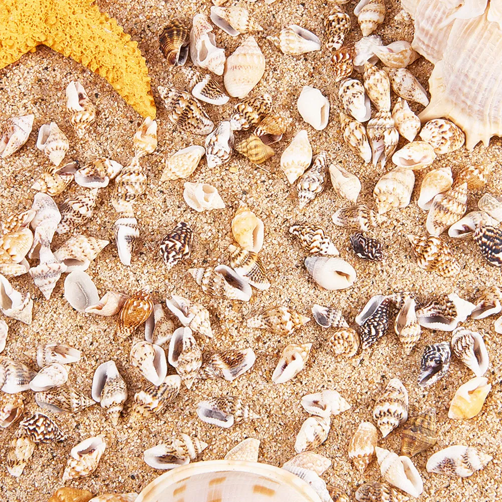 Art Craft Decoration Ideas - 1 Box Assorted Beach Seashells Natural