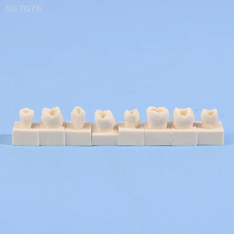 8pcs/Kit Dental Posterior Student Training Test Model Practice Composite Resin Filling Teeth Jaw Dentistry Equipment