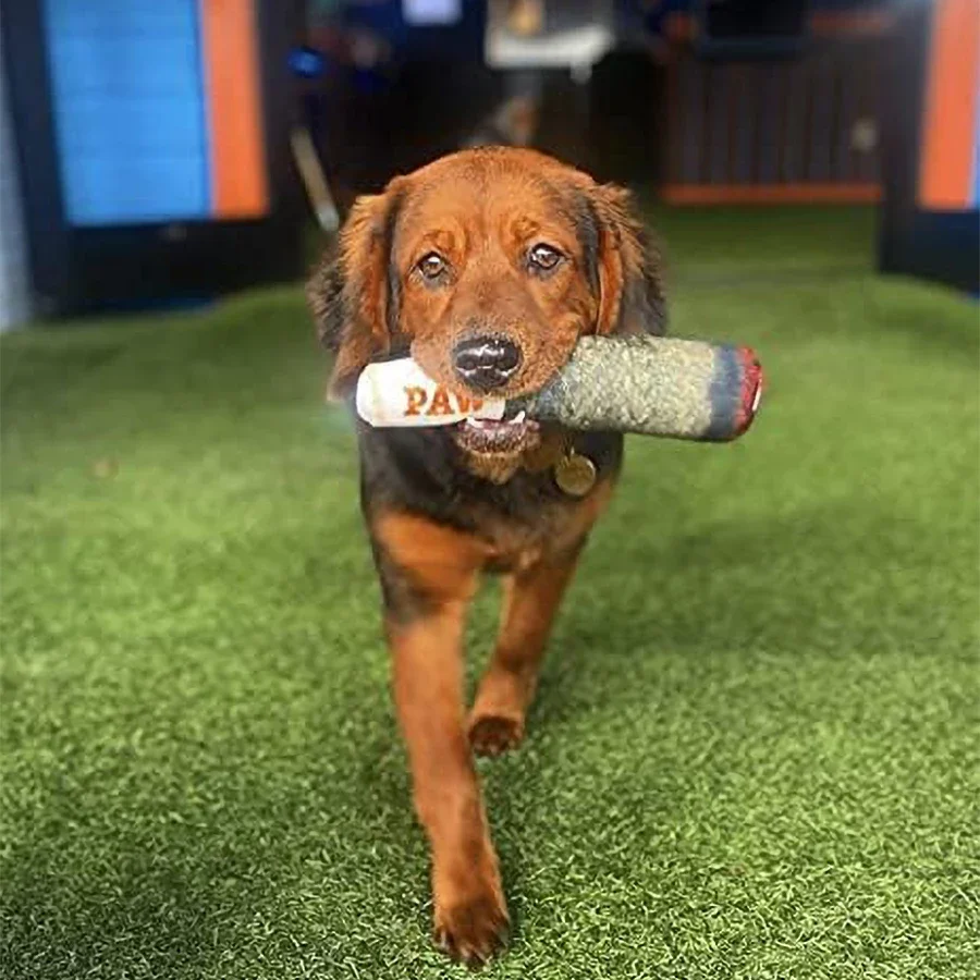 Interaktives Hundespielzeug mit Geräuschfunktion, Zigarrenform, für kleine, widerstandsfähige Hunde, unzerstörbares Plüsch-Kauspielzeug, Haustier-Beißspielzeug – Detail 4