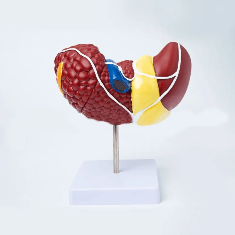 1:1 Human Pathological Liver Anatomical Model Display Of Digestive System Anatomy Teaching Model