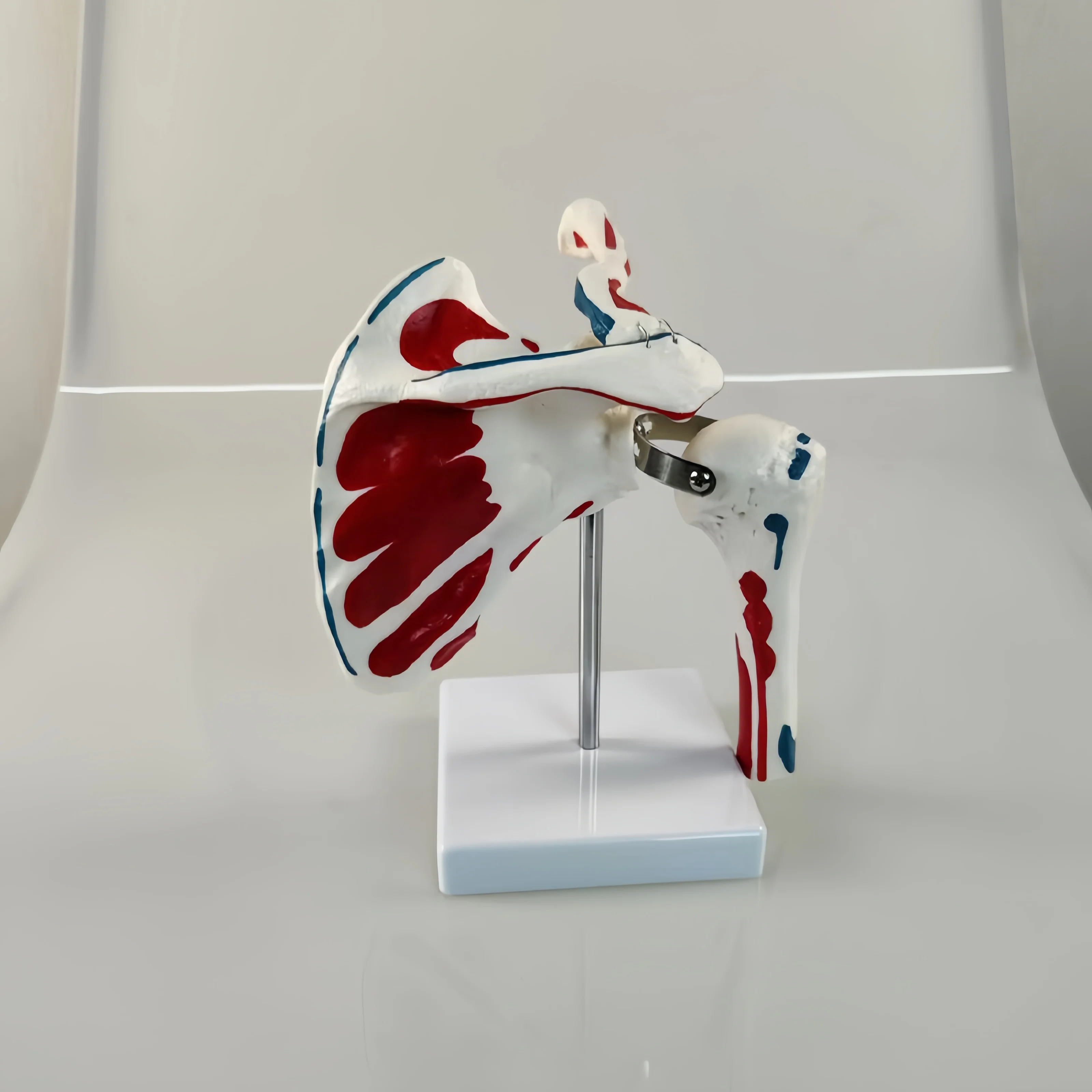 Hot Selling Quality Shoulder Joint Model With Muscle Starting and Ending Points Factory Direct Selling Medical Training Model