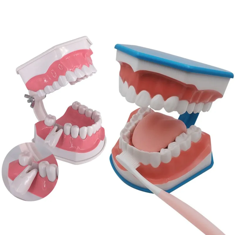 Dents de modèle de mâchoire orthodontique pour l\'étude de la dentisterie, fuchsia, dentiste, produits et accessoires, 41 styles